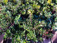 Arctostaphylos x Emerald Carpet bearberry