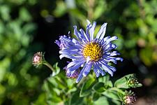 Aster frikartii Monch Monch&#039;s aster