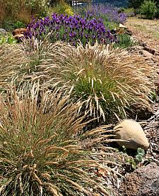 Calamagrostis foliosa  Leafy Reed Grass