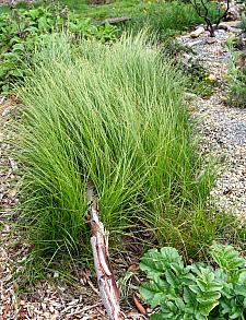 Carex pansa  California meadow grass