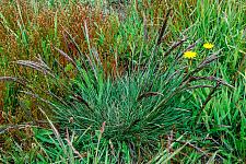 Deschampsia caespitosa holciformis Sonoma Coast tufted hair grass