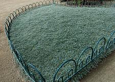 Dymondia margaretae  silver carpet