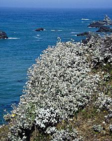 Eriogonum latifolium  coastal buckwheat