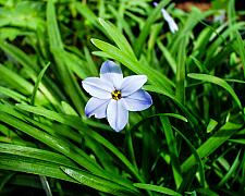 Ipheion uniflorum  blue Argentine starflower