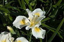 Iris x Canyon Snow iris pacific coast hybrid