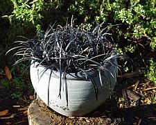 Ophiopogon p. Nigrescens  black mondo grass