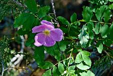 Rosa woodsii v. ultramontana  Sierra rose