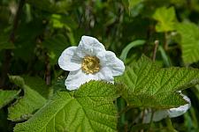 Rubus  parviflorus  thimbleberry