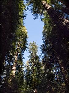 Sequoia sempervirens  coastal redwood