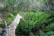 Woodwardia fimbriata  giant chain fern