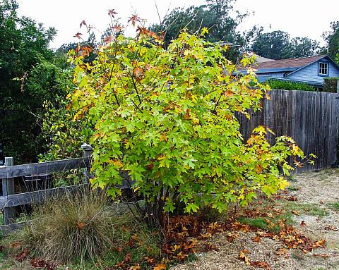 Acer macrophyllum  big leaf maple