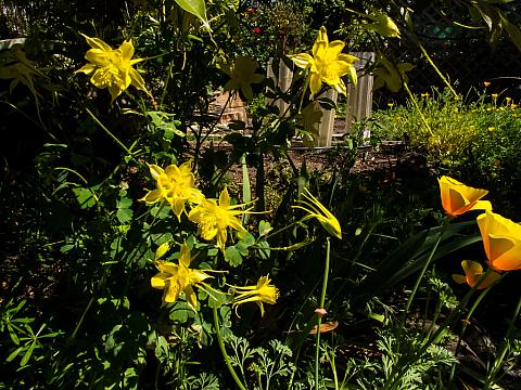 Aquilegia chrysantha golden columbine golden columbine