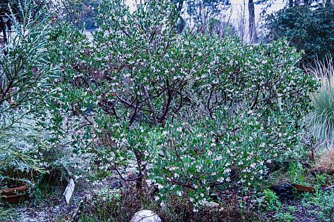Arctostaphylos densiflora Sentinel manzanita