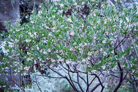 Arctostaphylos densiflora Sentinel manzanita