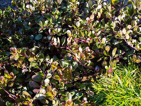 Arctostaphylos uva-ursi Radiant bearberry