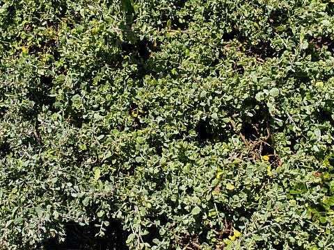 Baccharis pilularis Pigeon Point dwarf coyote bush