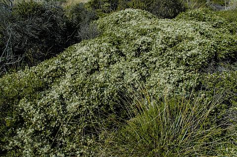 Baccharis pilularis  coyote bush