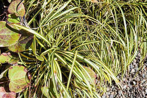 Carex morrowii Evergold golden variegated Japanese sedge