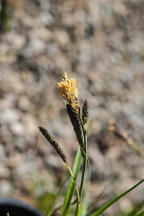 Carex nudata  California black flowering sedge