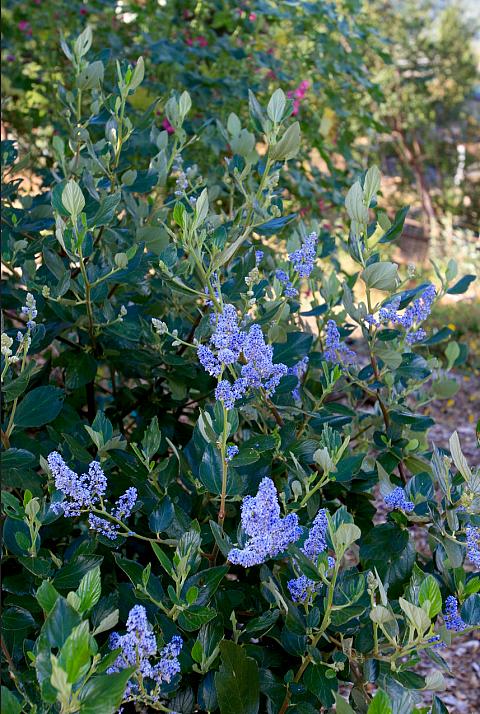 Ceanothus arboreus Cliff Schmidt Clif Schmidt Wild Lilac