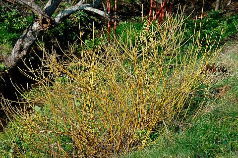 Cornus sericea Flaviramea  yellow twig dogwood