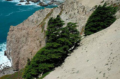 Cupressus macrocarpa  Monterey cypress