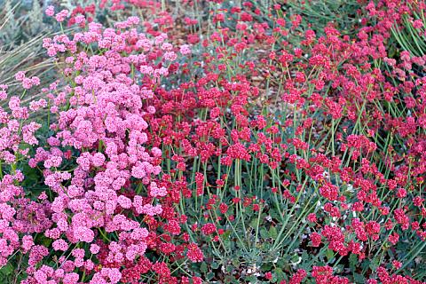 Eriogonum latifolium rubescens Suzi&#039;s Red Suzi&#039;s red buckwheat