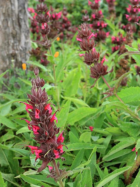 Salvia spathacea  hummingbird sage