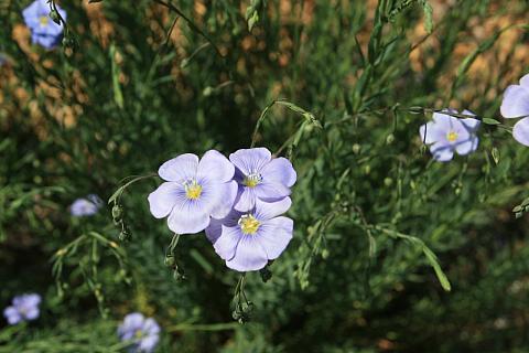 Linum lewisii  western blue flax