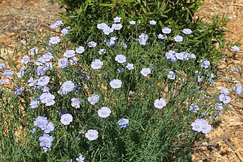 Linum lewisii  western blue flax