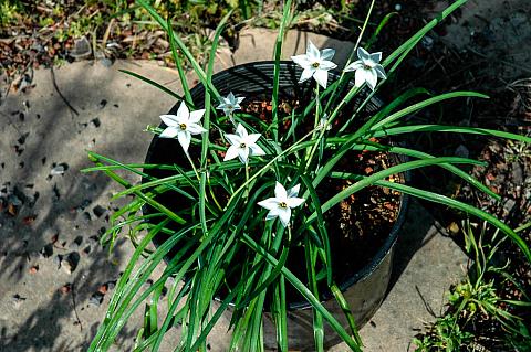 Ipheion uniflorum alba white Argentine starflower