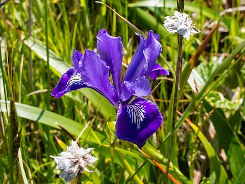 Iris douglasiana  douglas iris