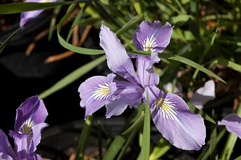 Iris tenax  Klamath iris