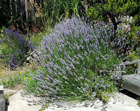 Lavandula X Provence Provence lavender