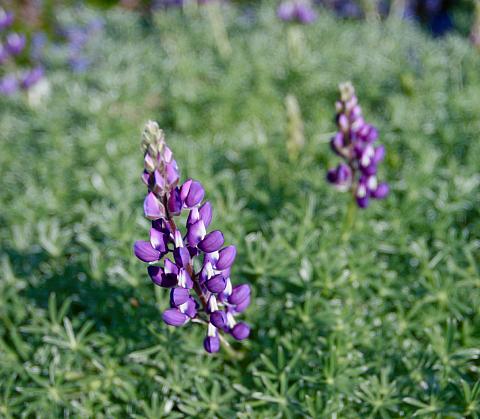 Lupinus albifrons collinus  prostrate silver lupine