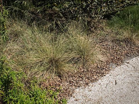 Nassella pulchra  purple needle grass