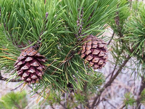 Pinus contorta  shore pine