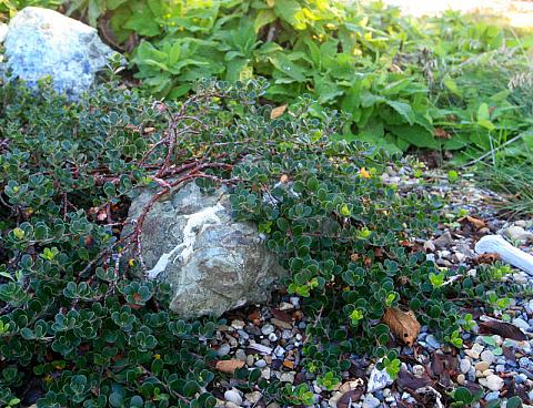 Arctostaphylos uva-ursi Point Reyes bearberry
