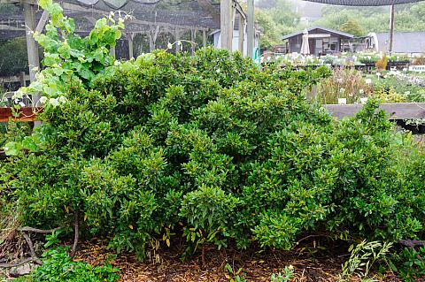 Rhamnus californica Mound San Bruno Dwarf coffeeberry