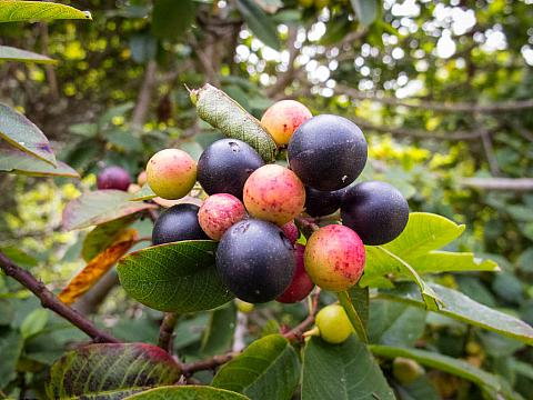 Rhamnus californica  coffeeberry