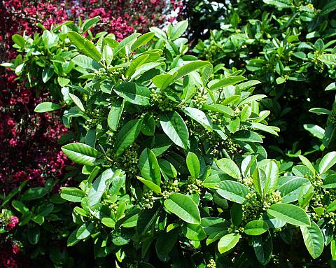 Rhamnus californica Eve Case coffeeberry