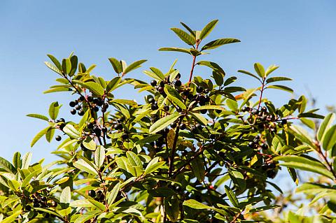 Rhamnus californica Eve Case coffeeberry