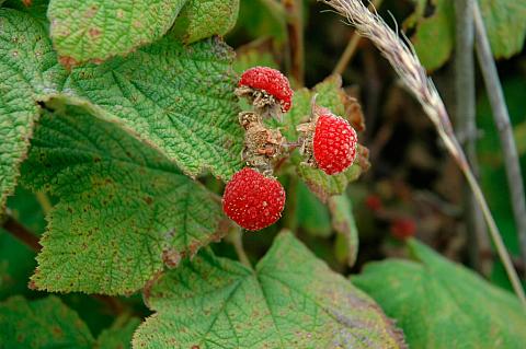 Rubus  parviflorus  thimbleberry
