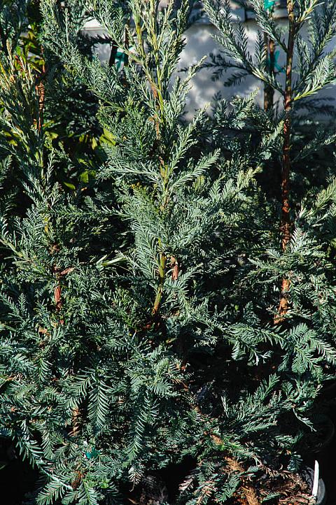 Sequoia sempervirens Filoli coastal redwood