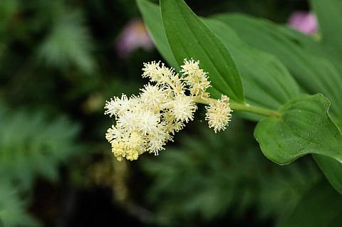 Smilacina racemosa  Solomon&#039;s plume