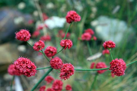 Eriogonum latifolium rubescens Suzi&#039;s Red Suzi&#039;s red buckwheat