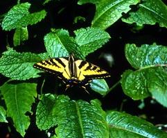 Anise Swallowtail on Mint