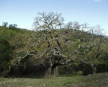 Black Oak