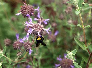 Bumblebee on a Salvia