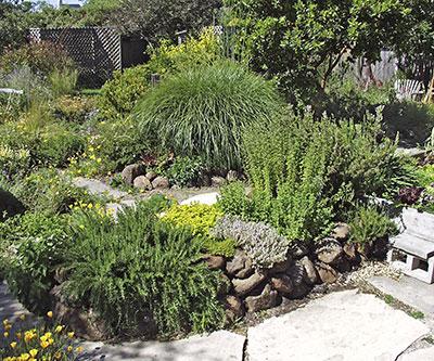 Drought-tolerant plants